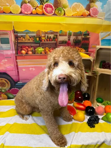 Rock n Pup Pet Salon & Dog Wash - Image 1