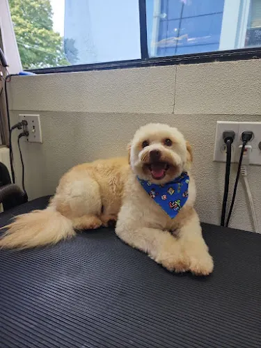 Pet Zone | Grooming Mobile Services LLC. - Image 1