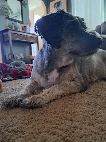 PetSmart Grooming in Bellingham, WA