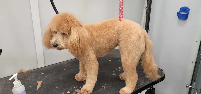 The Velvet Tail Mobile Pet Grooming LLC - Image 1