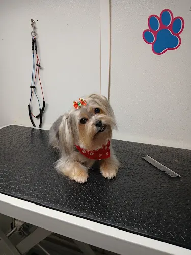 MOBILE GROOMING SWEET PETS LLC - Image 1