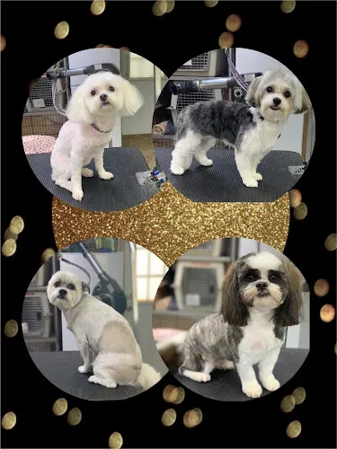 Yankee Clipper Dog Grooming in Hardy, VA
