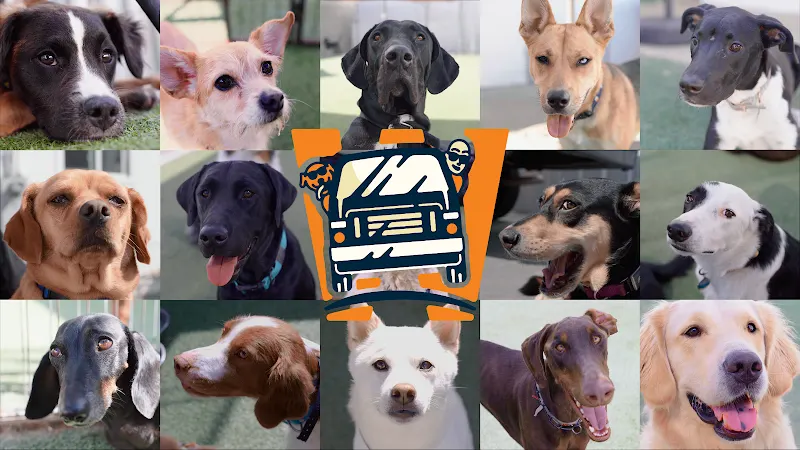 Whitaker Dog - Dog Daycare, Boarding and Training in Los Angeles, CA