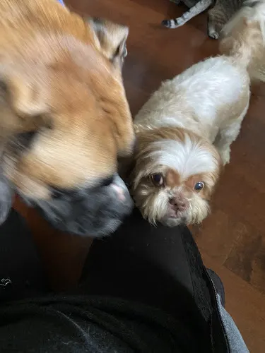 Tasha’s Pet Daycare and Spa - Image 1