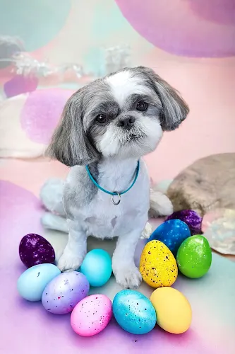 Paws & Kisses Pet Salon, LLC - Image 1