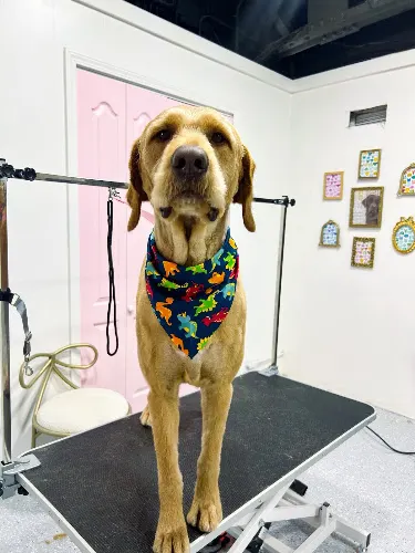 Ruff Life - Image 1