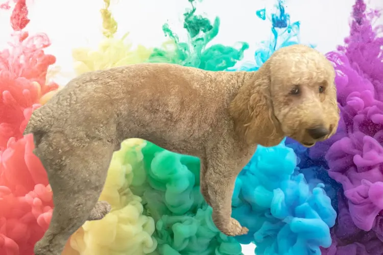 Joys of Grooming 25 years experience "Winner of Best Groomer" Four Corners 2024 - Image 1