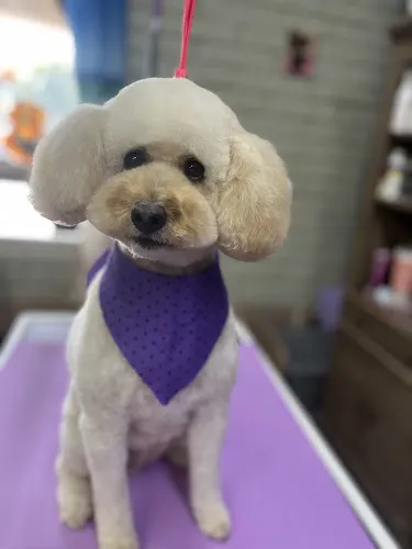 Safe Haven Dog Grooming - Image 1