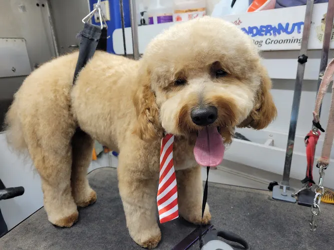 Mighty Moe's Mobile Grooming - Image 1