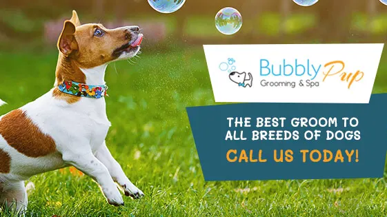 Bubbly Pup Grooming & Spa in Clinton, MA