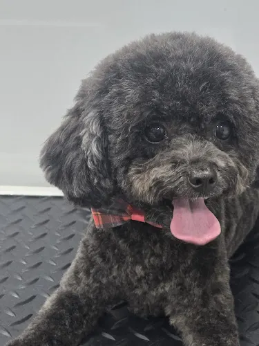 Easy peasy mobile pet grooming in Weston, FL