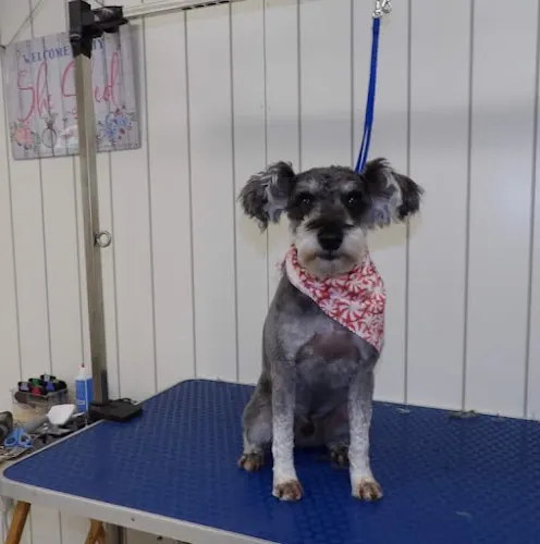 Cute Monkey's Pet Grooming in New Tazewell, TN