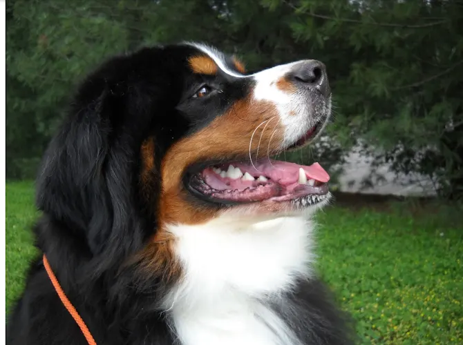 Bekki's Babies mobile pet grooming - Image 1
