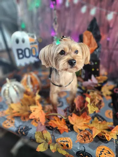 Carolina Custom Cutz Mobile Dog Grooming - Image 1