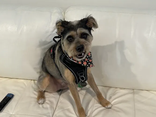 Fetching the Mobile Paw Spa LLC - Image 1