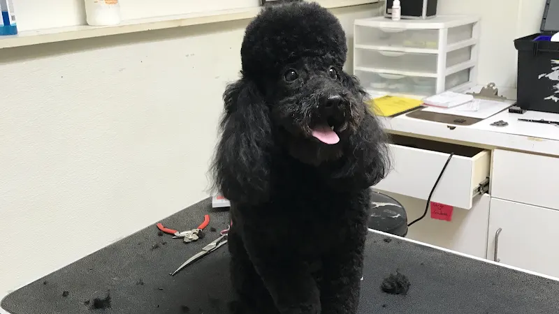 Doggie Styling Mobile dog grooming in Pooler, GA