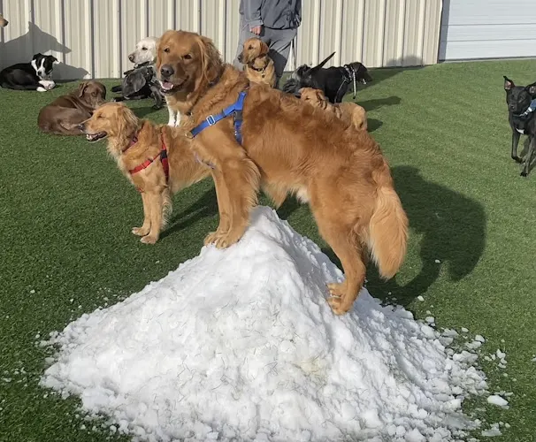 Woofland Play & Stay - Image 1