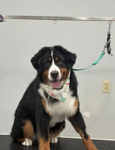 Cam's Groom Room - Image 1