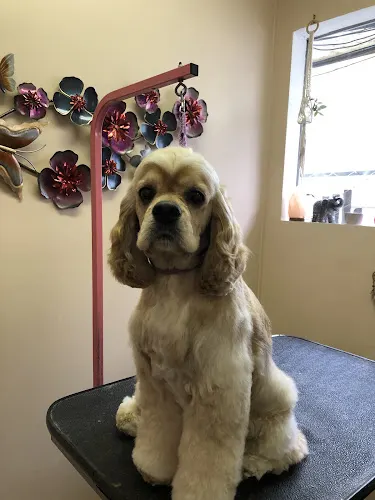 Paw-radise Pet Spa - Image 1