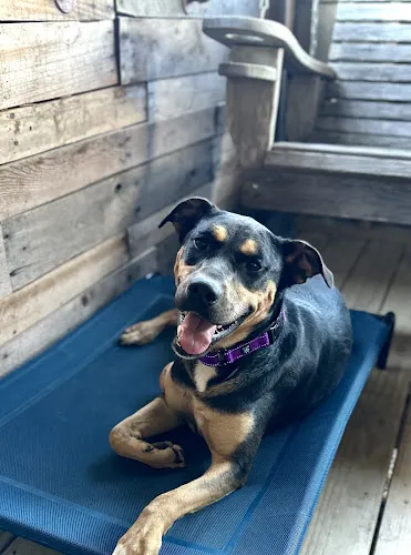 Happy Tails Board and Groom - Image 1