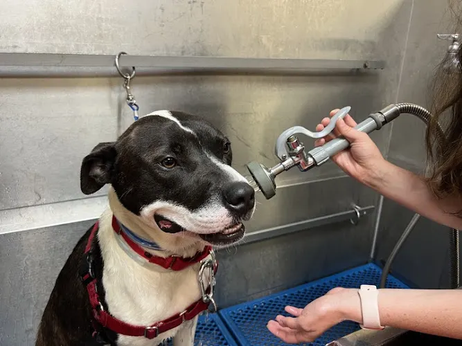 Feeders Pet Supply Pet Wash - Image 1