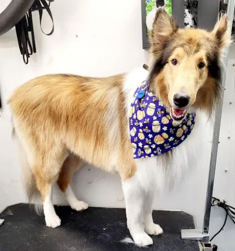 Von Paws - Mobile Dog Grooming - Image 1