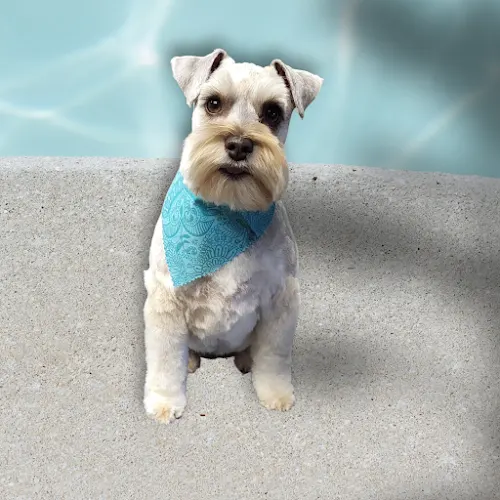 The Little Dog Spa - Image 1