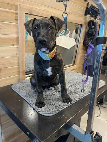 Pawsitively Elegant Mobile Pet Grooming LLC - Image 1