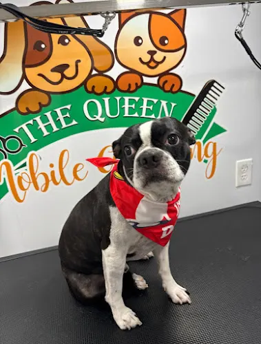 Queen Mobile Grooming - Image 1