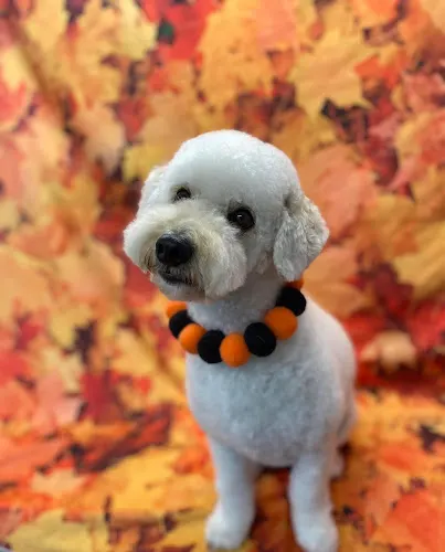 Dawgy Styles Mobile Grooming - Image 1