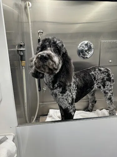 Tiffany's Pampered Pooch Mobile Grooming - Image 1