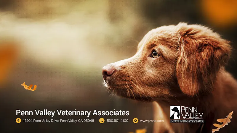 Penn Valley Veterinary Associates - Image 1