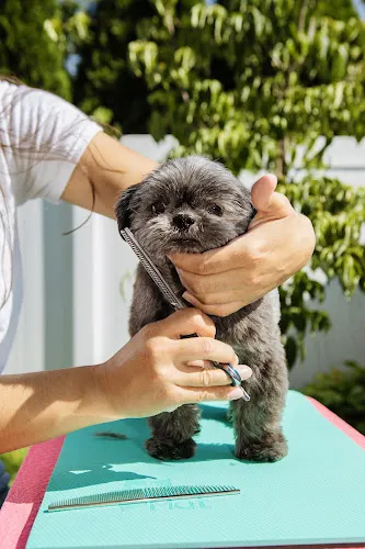 Tamed Manes (House-call Dog Grooming & Holistic Pet Care) - Image 1