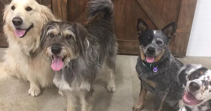Countryside Pet Resort and Spa - Image 1