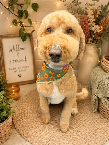 Willow and Hound Mobile Pet Spa - Image 1