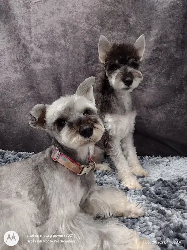 Gypsy Hill Mobile Pet Grooming Studio - Image 1