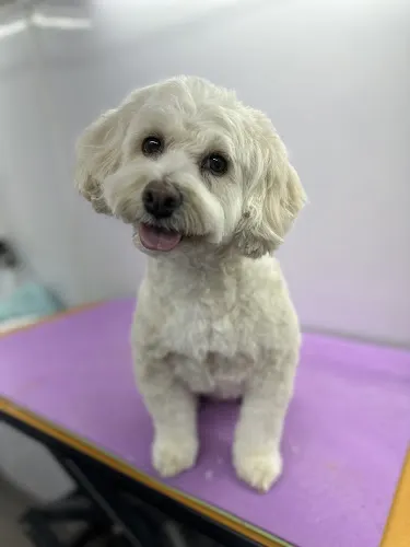 The Little Dog Salon Mobile Dog Grooming and Skin Care - Image 1