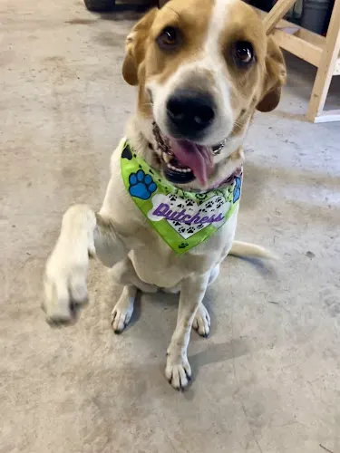 405 Paws Mobile LLC in Moore, OK