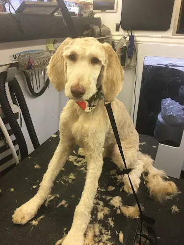 Tailz Mobile Grooming Pet Spa - Image 1
