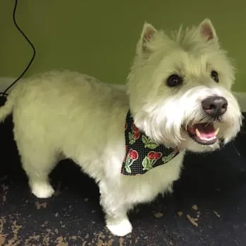 Ooh La La Pet Spa - Image 1