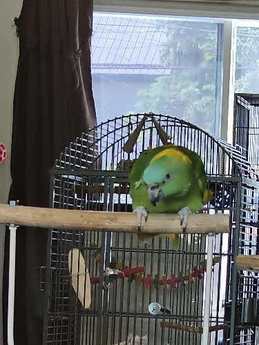 JBK Feathers - Image 1