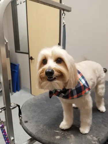 Grooming by Leigh Anne at Forest Crossing Animal Hospital - Image 1