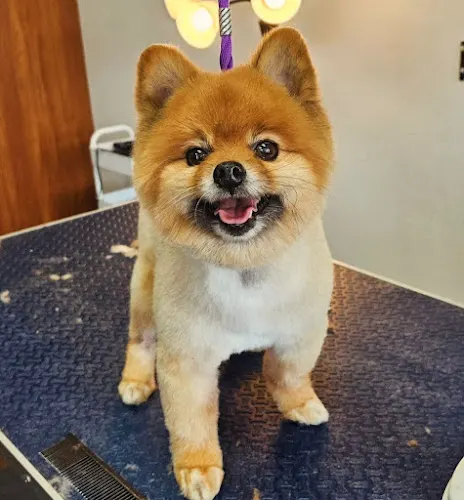 Bayside Dog Spa and Pet Supplies - Image 1