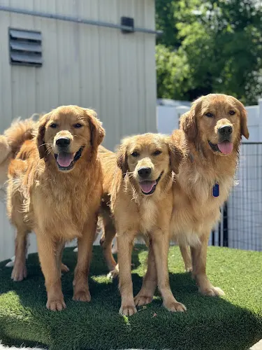 Camp Canine - Dog Daycare & Boarding - Image 1