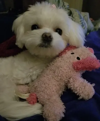 Cuddle Clips Pet Salon - Image 1