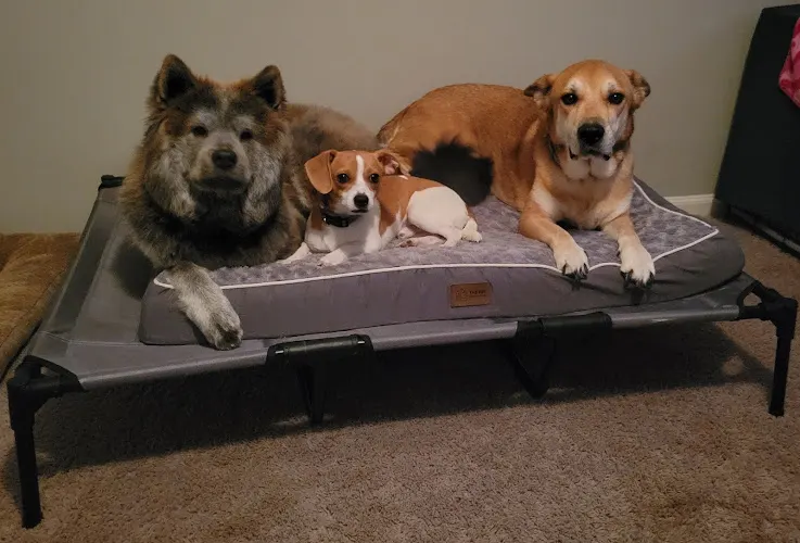 Whiskers, Wags, and Walks - Image 1
