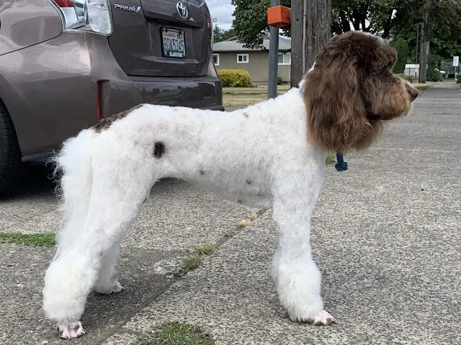 Canines -N- Felines Mobile Grooming - Image 1