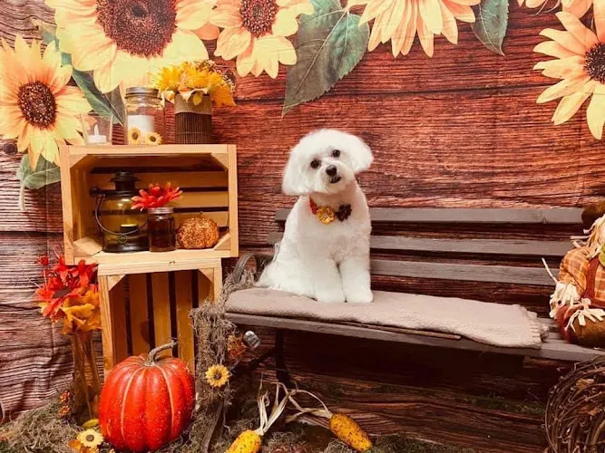 Woof Gang Bakery & Grooming Sumter - Image 1