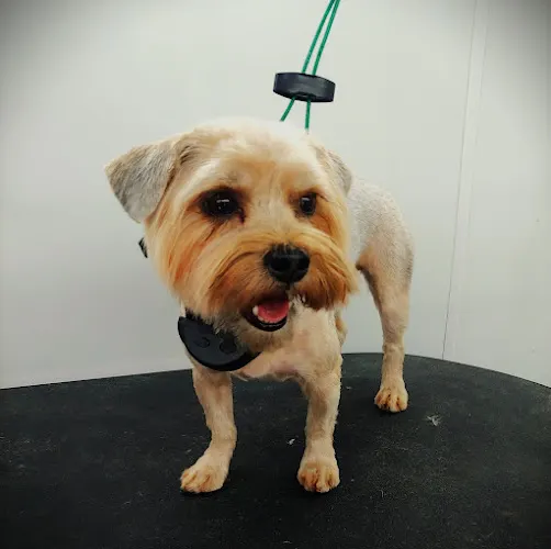 Pampered Pets Parlor Mobile Grooming - Image 1