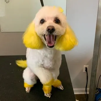 Pearly Paws Mobile Dog Grooming - Image 1